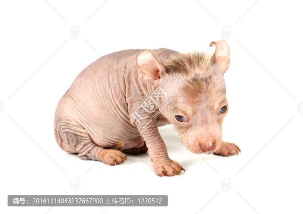 中國冠毛犬幼犬