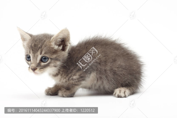 小灰貓