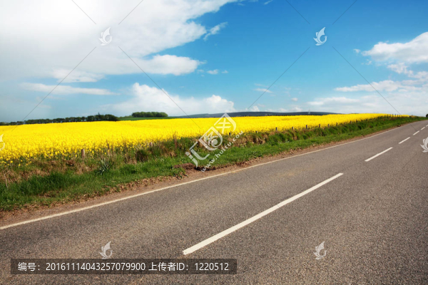 農(nóng)村公路與油菜田