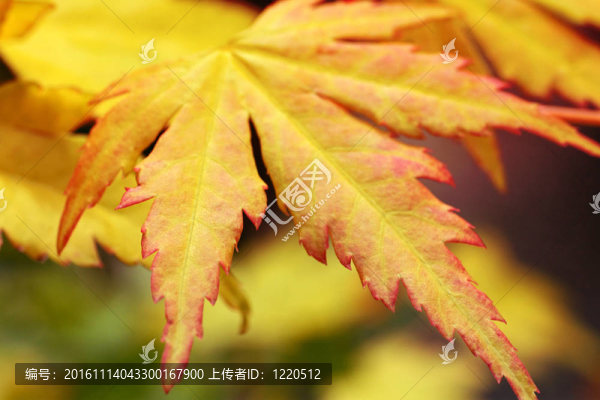 秋天楓葉；靠近