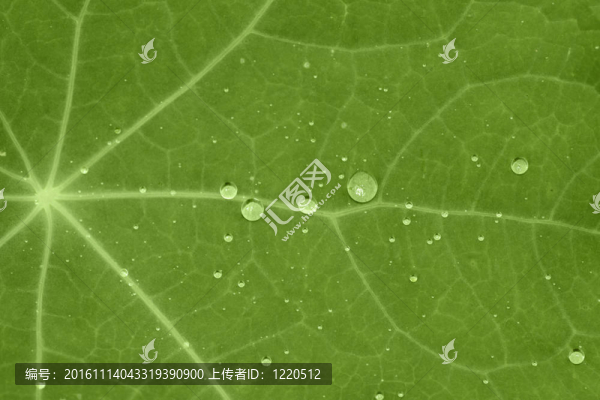 水滴的綠葉