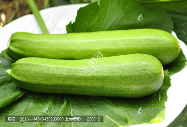 西葫蘆