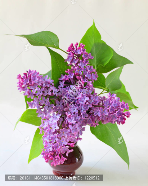 丁香花束