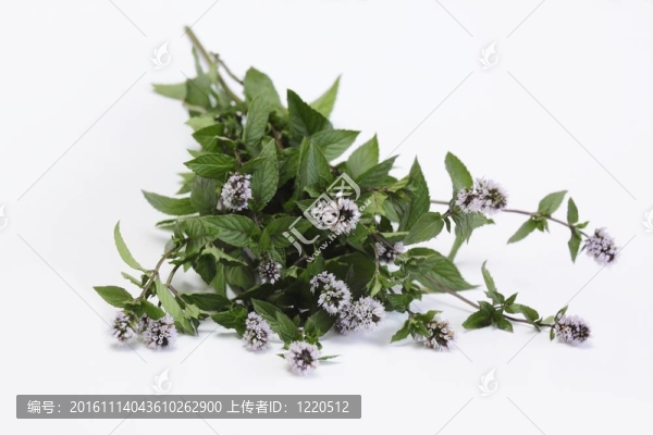 盛開的薄荷/水薄荷/