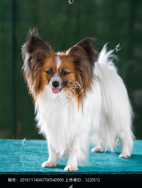蝴蝶犬