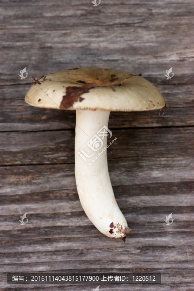 蘑菇