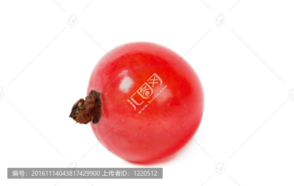紅醋栗