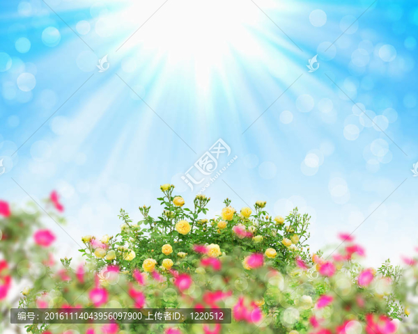 圖片的花