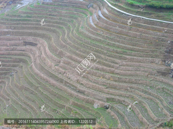 Rice梯田