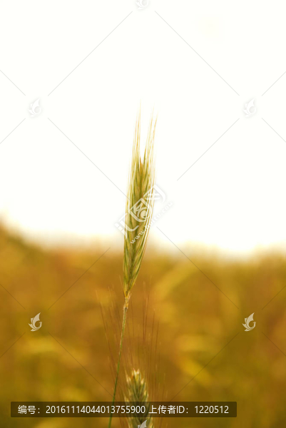 白背景麥田