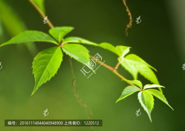 模糊背景上的綠葉（軟焦點(diǎn)特寫(xiě)鏡頭）