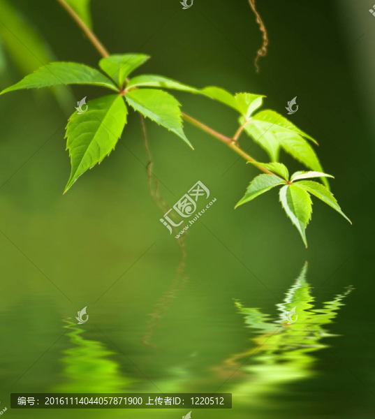 映在水中的綠葉