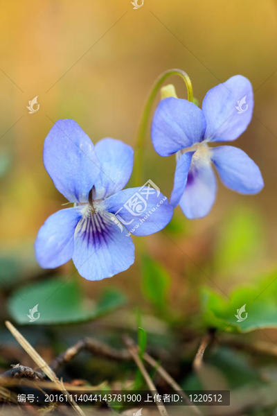 近野生藍(lán)花