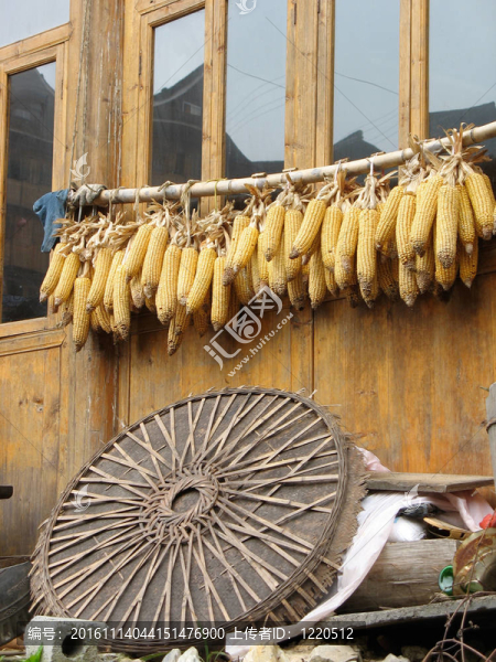黃玉米掛在中國傳統(tǒng)院落