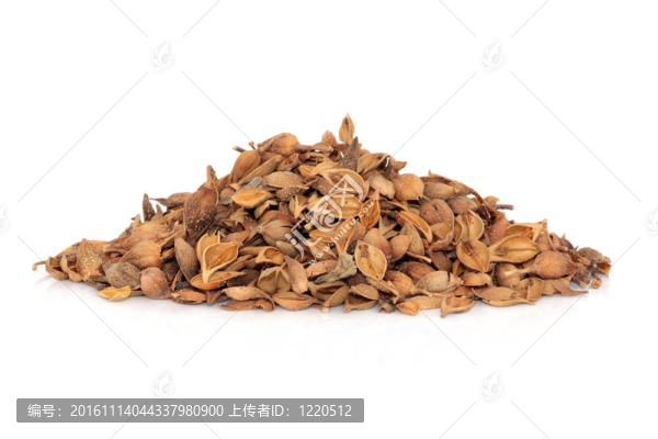 连翘药材