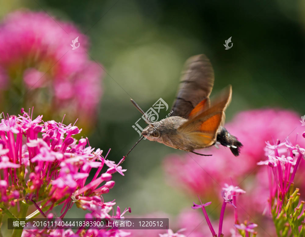 蜂鳥鷹蛾