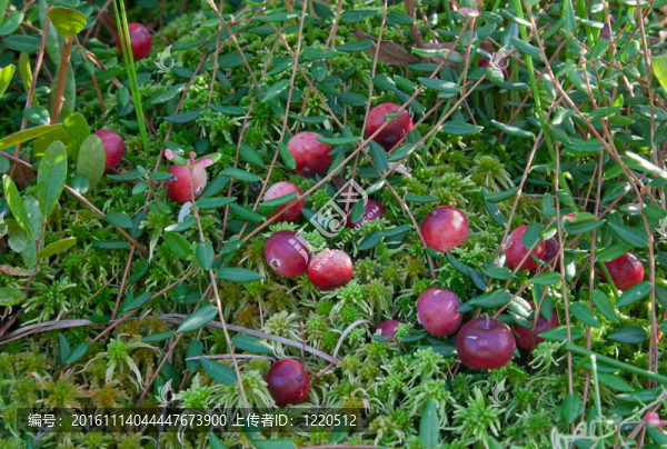 在苔蘚蔓