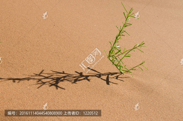 沙漠中的植物