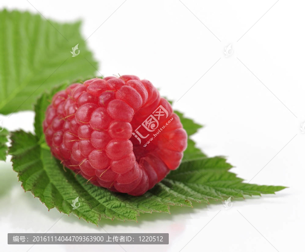 新鮮的raspberriy