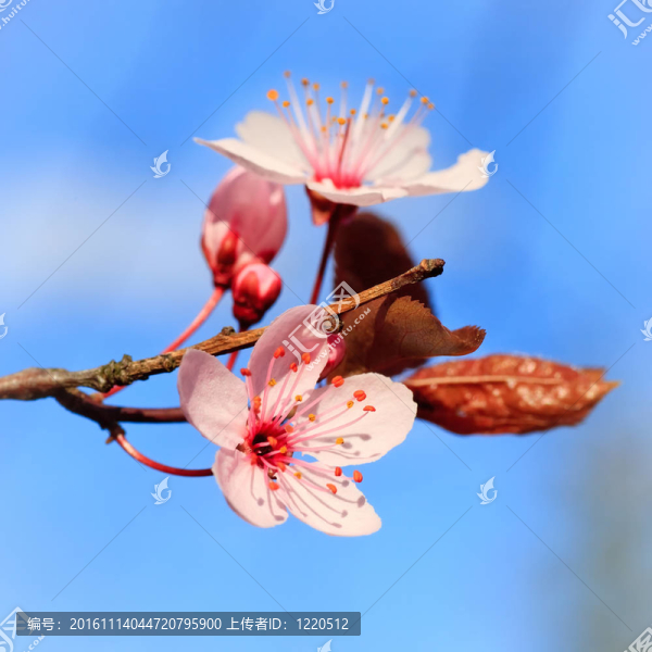 盛開的櫻花