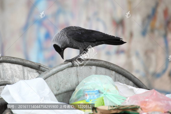 垃圾場上的鳥