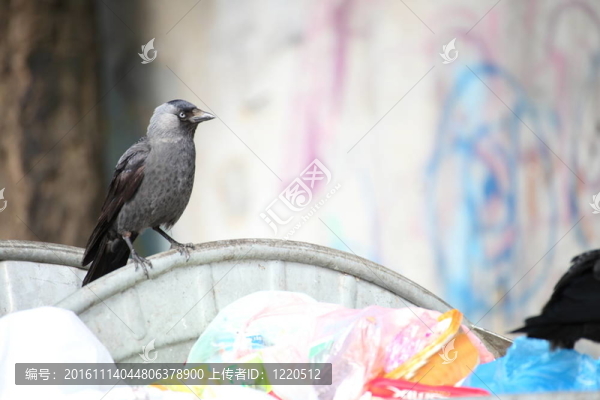 垃圾場上的鳥