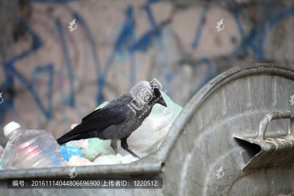 垃圾場上的鳥