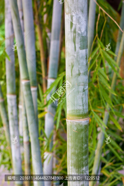 綠色的竹林