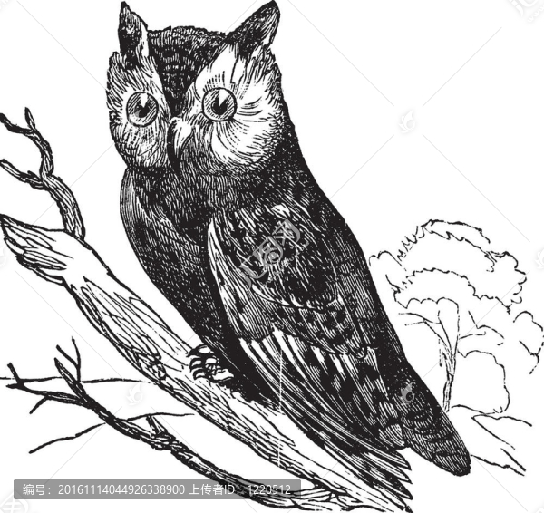 角美國（Scops,asio）或美國的貓頭鷹；復(fù)古雕刻。