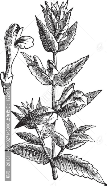 常見的瓜皮帽或黃芩galericulata復(fù)古雕刻