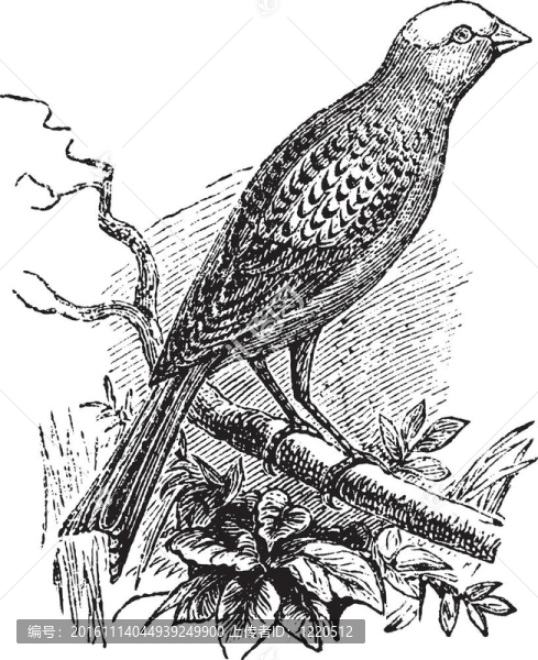 蜥蜴金絲雀復(fù)古雕刻