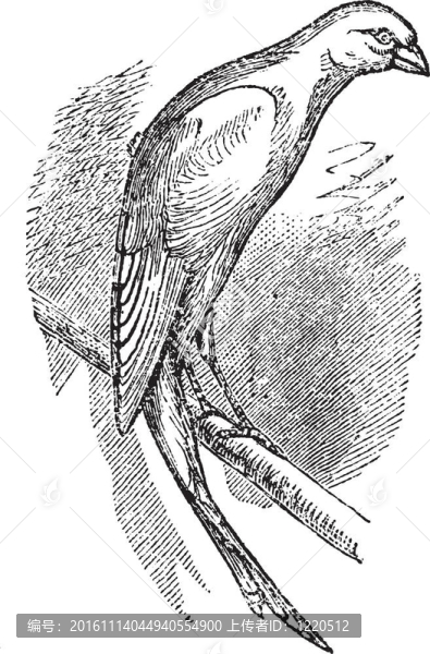 蘇格蘭花式金絲雀或蘇格蘭金絲雀。