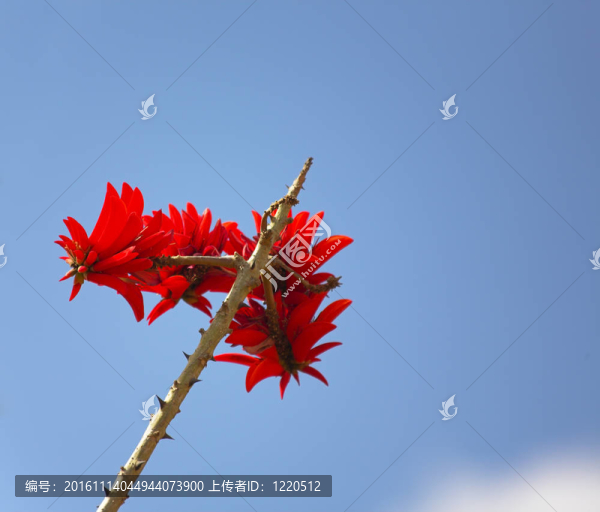 紅色的花