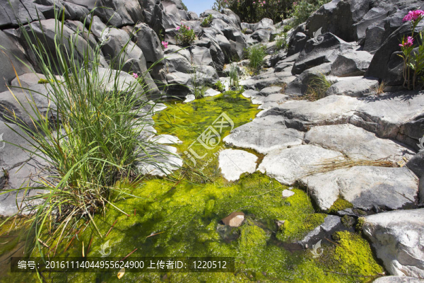 綠色軟泥流