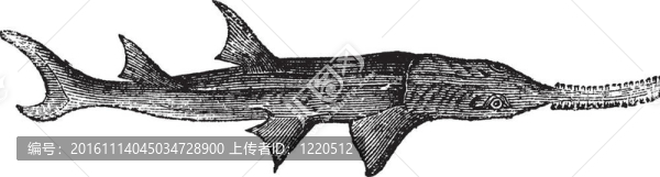 看到普通的老式雕刻（鋸鰩安帝古倫）。