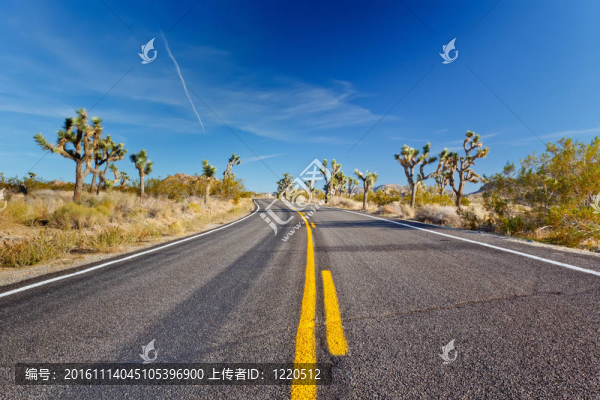 約書亞樹國家公園莫哈韋沙漠；加利福尼亞；