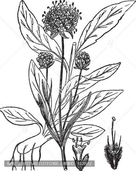 Scabiosa,Succisa；復(fù)古雕刻。