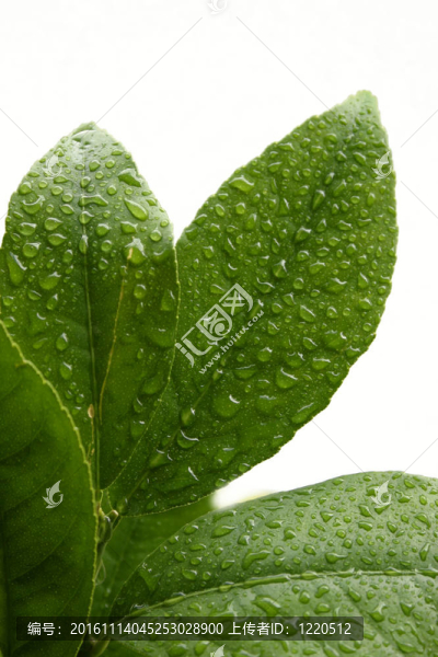 葉