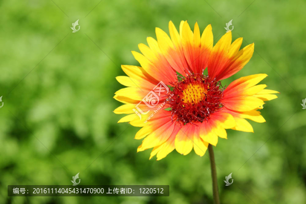天人菊