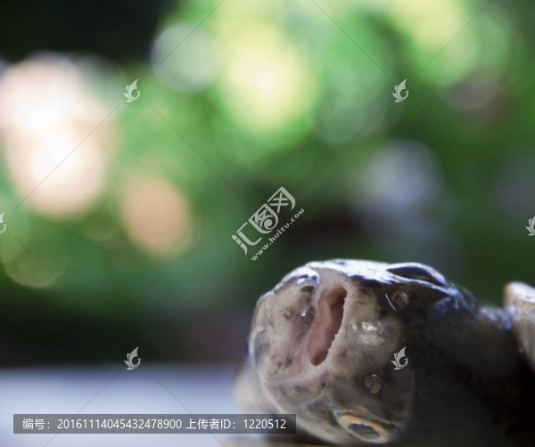 單一的鱒魚