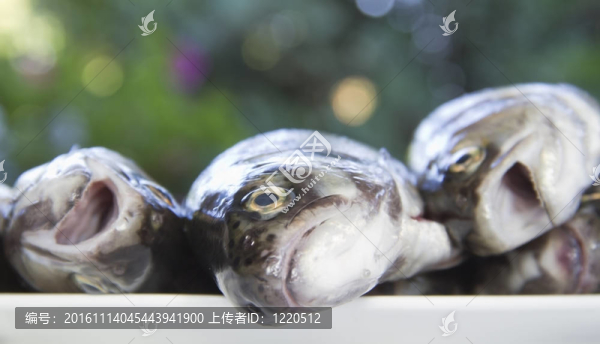 鱒魚的準備