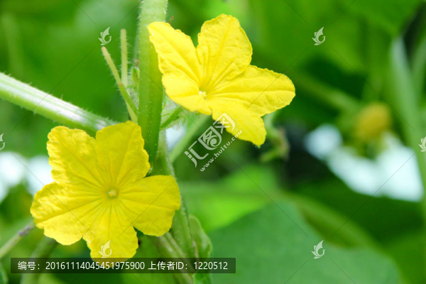黃瓜花