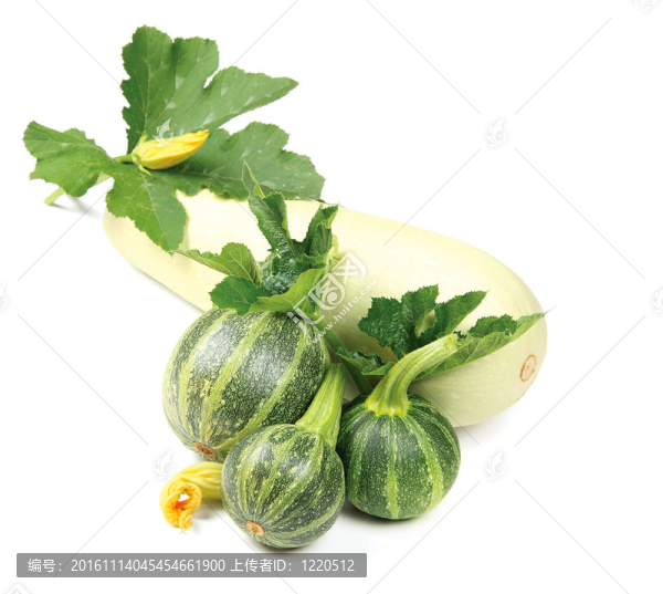 南瓜和骨髓南瓜