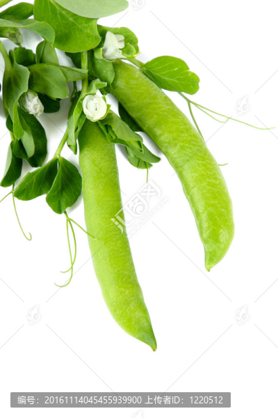 豌豆莢