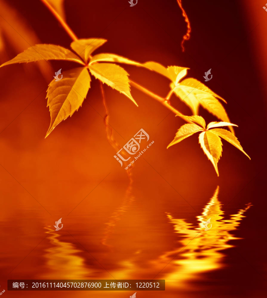 映在水中的金葉子