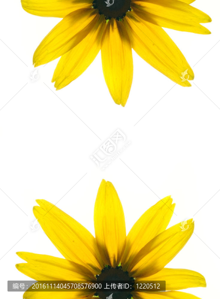 白色背景上黃色花兩側的花框架