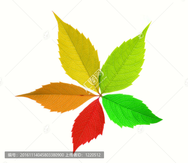 白色背景上的彩色葉子