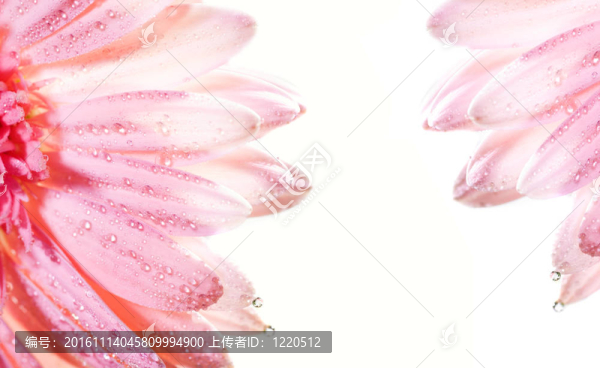 摘要花框