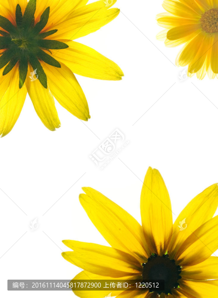 白色背景上黃色花的花框架