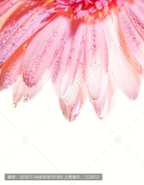 花瓣上有水滴的花瓣